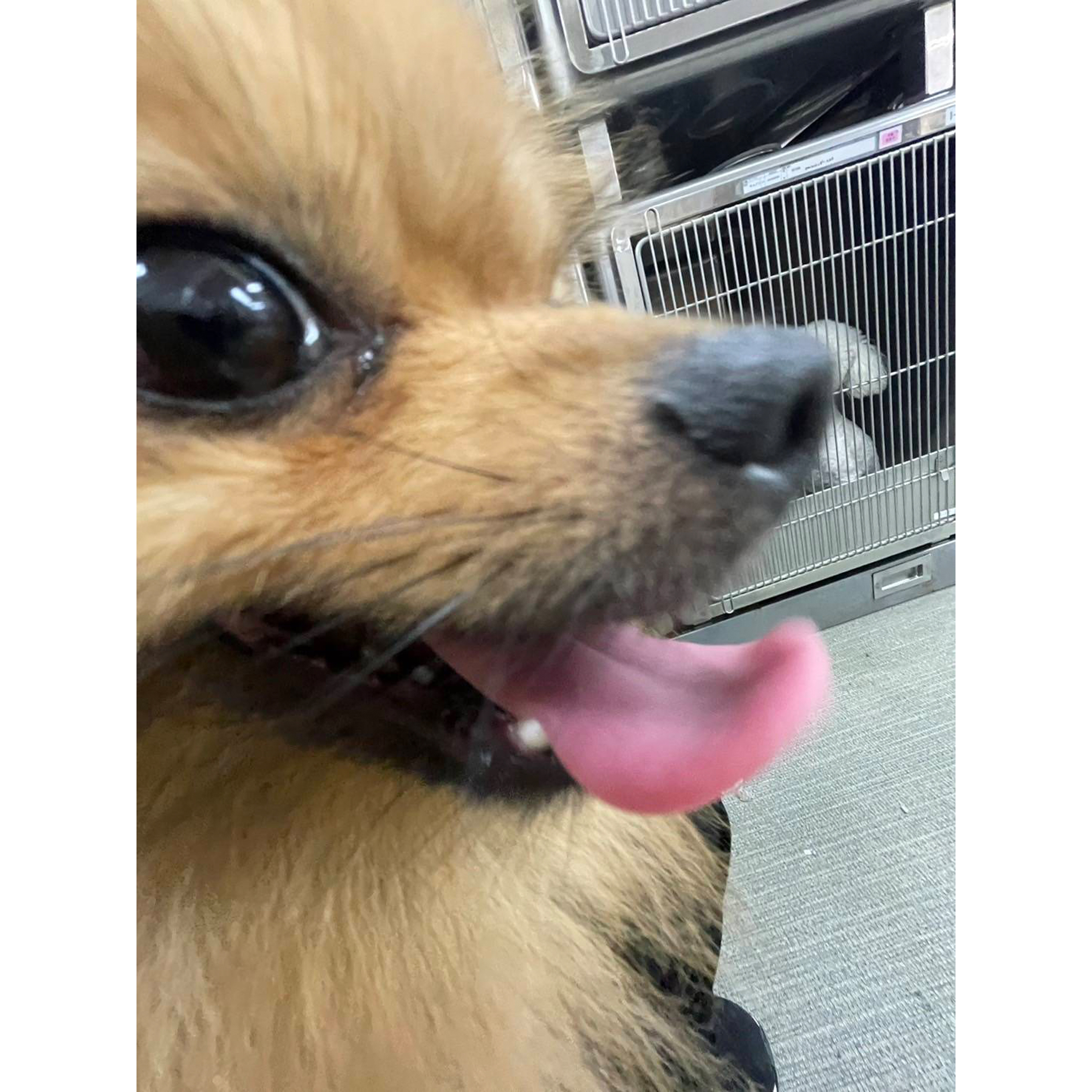 生徒が撮影したモデル犬の写真を送ってくれました☆